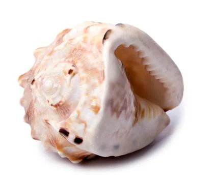 Conch shell - frontside diagonal Stock Photos