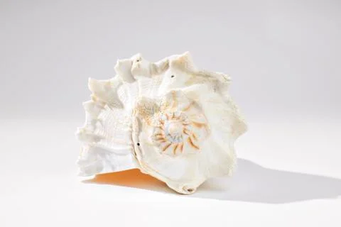 Conch Shell on Gray Background Stock Photos