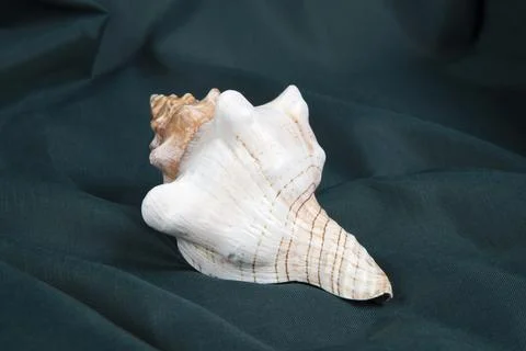 A conch shell on a green wavy curtain. Minimal color style life photography Stock Photos