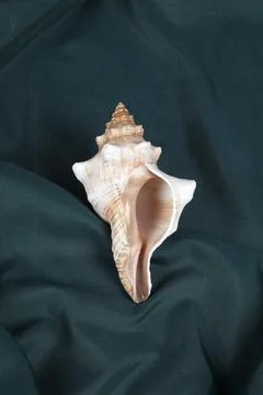 A conch shell on a green wavy curtain. Minimal color style life photography Stock Photos