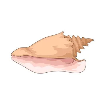Conch shell illustration Stock Illustration