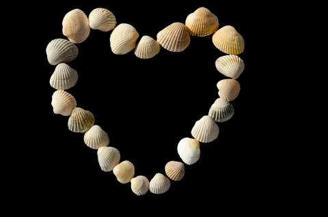 Conch shell isolate on chen background Stock Photos