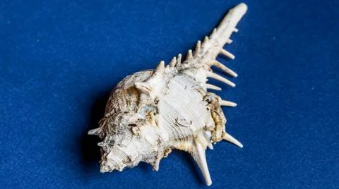 Conch shell isolated on plain background Stock Photos