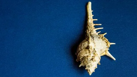 Conch shell isolated on plain background Stock Photos