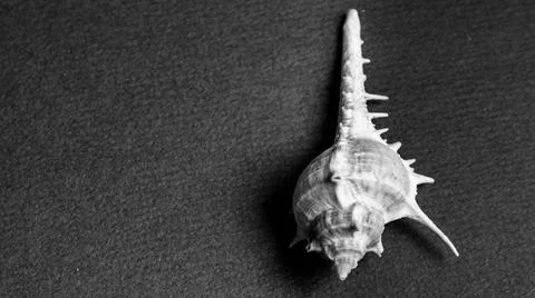 Conch shell isolated on plain background Stock Photos