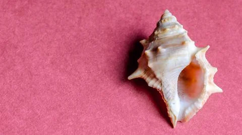 Conch shell isolated on plain background Stock Photos