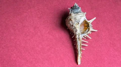 Conch shell isolated on plain background Stock Photos