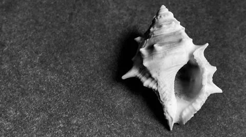 Conch shell isolated on plain background Stock Photos