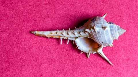 Conch shell isolated on plain background Stock Photos