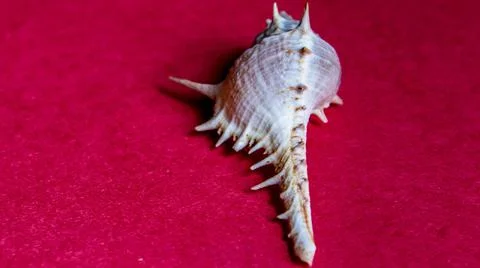Conch shell isolated on plain background Stock Photos