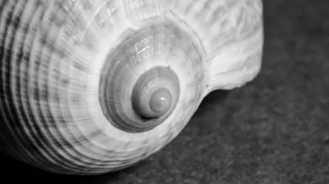 Conch shell isolated on plain background Stock Photos