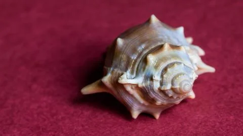 Conch shell isolated on plain background Stock Photos