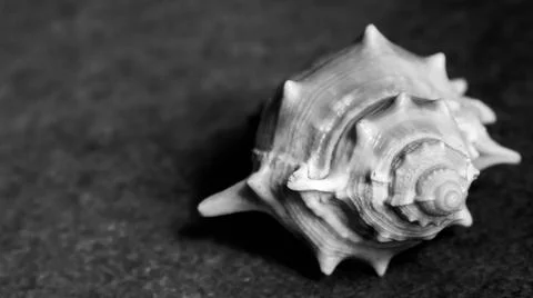 Conch shell isolated on plain background 스톡 사진