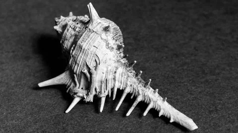 Conch shell isolated on plain background Stock Photos