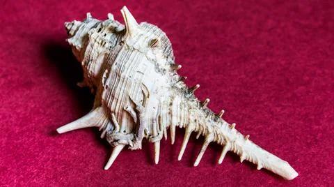 Conch shell isolated on plain background Foto stock