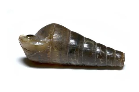 Conch shell isolated on white background, supermacro Stock Photos