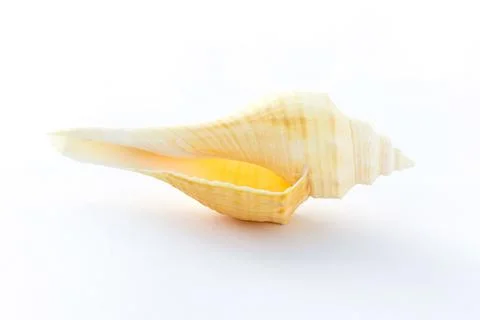 Conch shell isolated on white background Фото