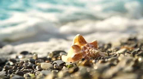 Conch shell on the pebble beach Stock-Footage 64004452