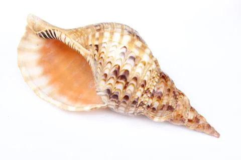 Conch Shell Stock Photos