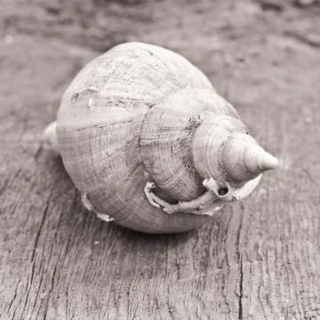 Conch shell Foto stock