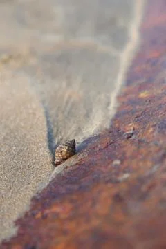 Conch shell Stock Photos