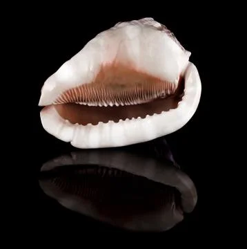 Conch shell Foto stock