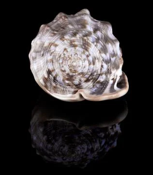 Conch shell Foto stock