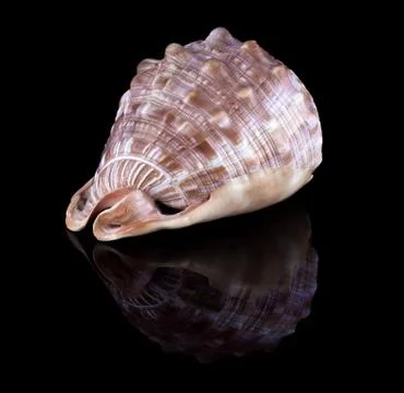 Conch shell Foto stock