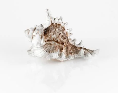 Conch shell Stock Photos