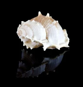 Conch shell Stock Photos