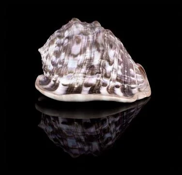 Conch shell Stock Photos