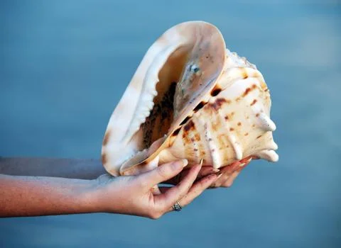 Conch shell Foto stock