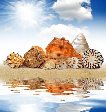 Conch shell  Stock Photos