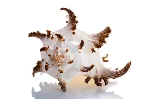 Conch Shell 스톡 사진