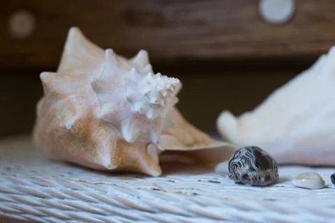 Conch shell Stock Photos
