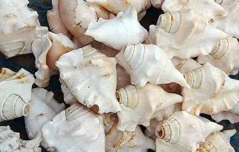 CONCH SHELL Stock Photos