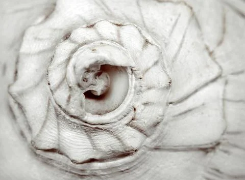 Conch Shell Stock Photos