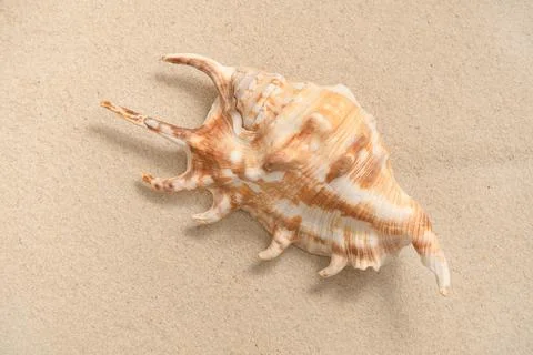 Conch shell Stock Photos