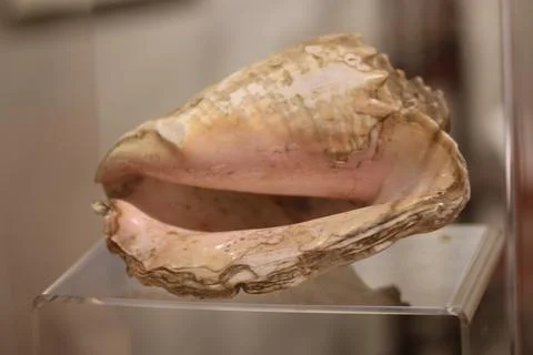 Conch Shell Stock Photos