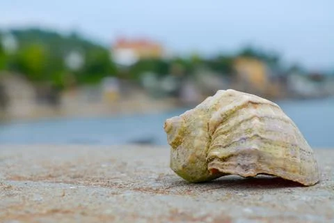 Conch shell on pier on sea background Stock Photos