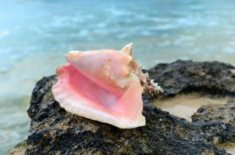 Conch shell on rock Stock Photos