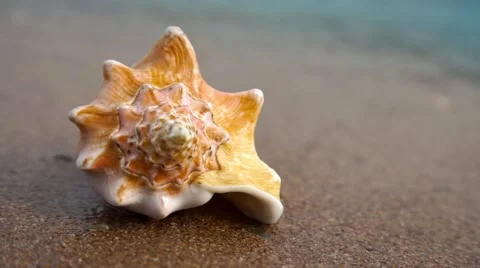 Conch shell on sand beach Stock Footage 63997036