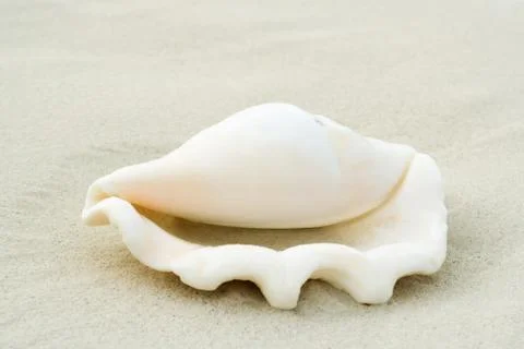 Conch shell on sand, close-up Foto stock