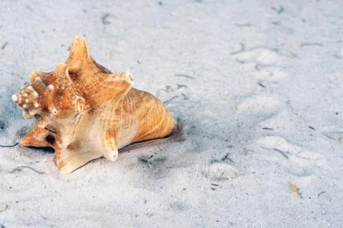 Conch shell in the sand with copy space Stock-Fotos