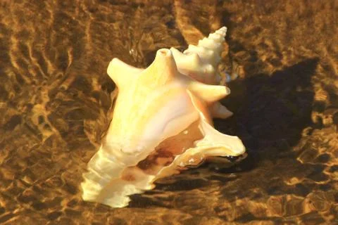 Conch shell on sandy shallows Stock Photos