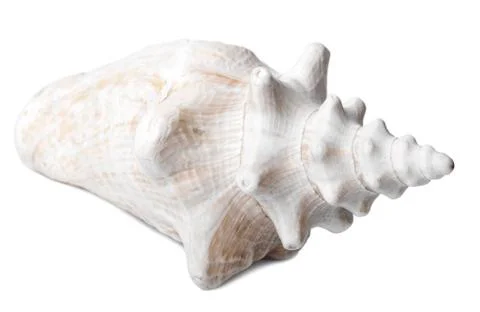 Conch shell - side view Stock Photos