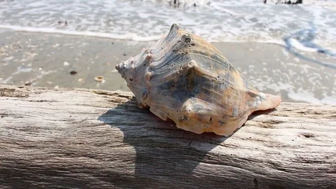 Conch shell sitting on a piece of driftwood by the ocean. Vídeo Stock 76091482