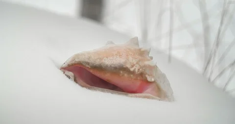 Conch Shell in Snowy Winter Landscape Видео 86340099