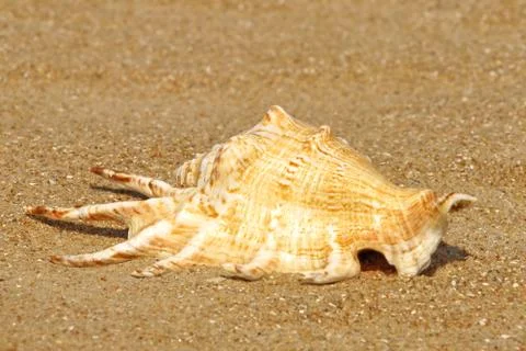 Conch shell on summer sandy beach. Stock Photos