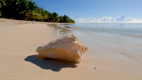 Conch shell on tropical beach Video stock 237174713